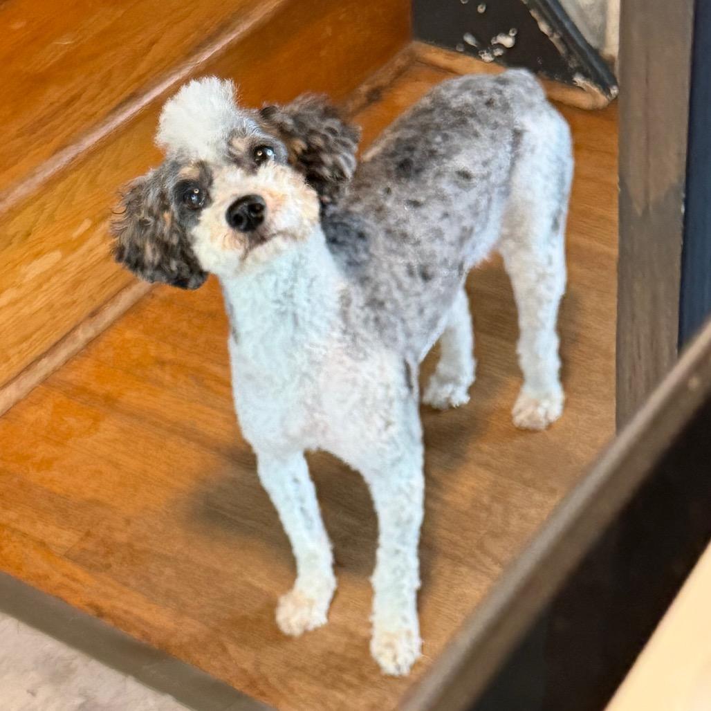 Tulip, a Adoptable Miniature Poodle in Sinking Spring, PA image 1/6