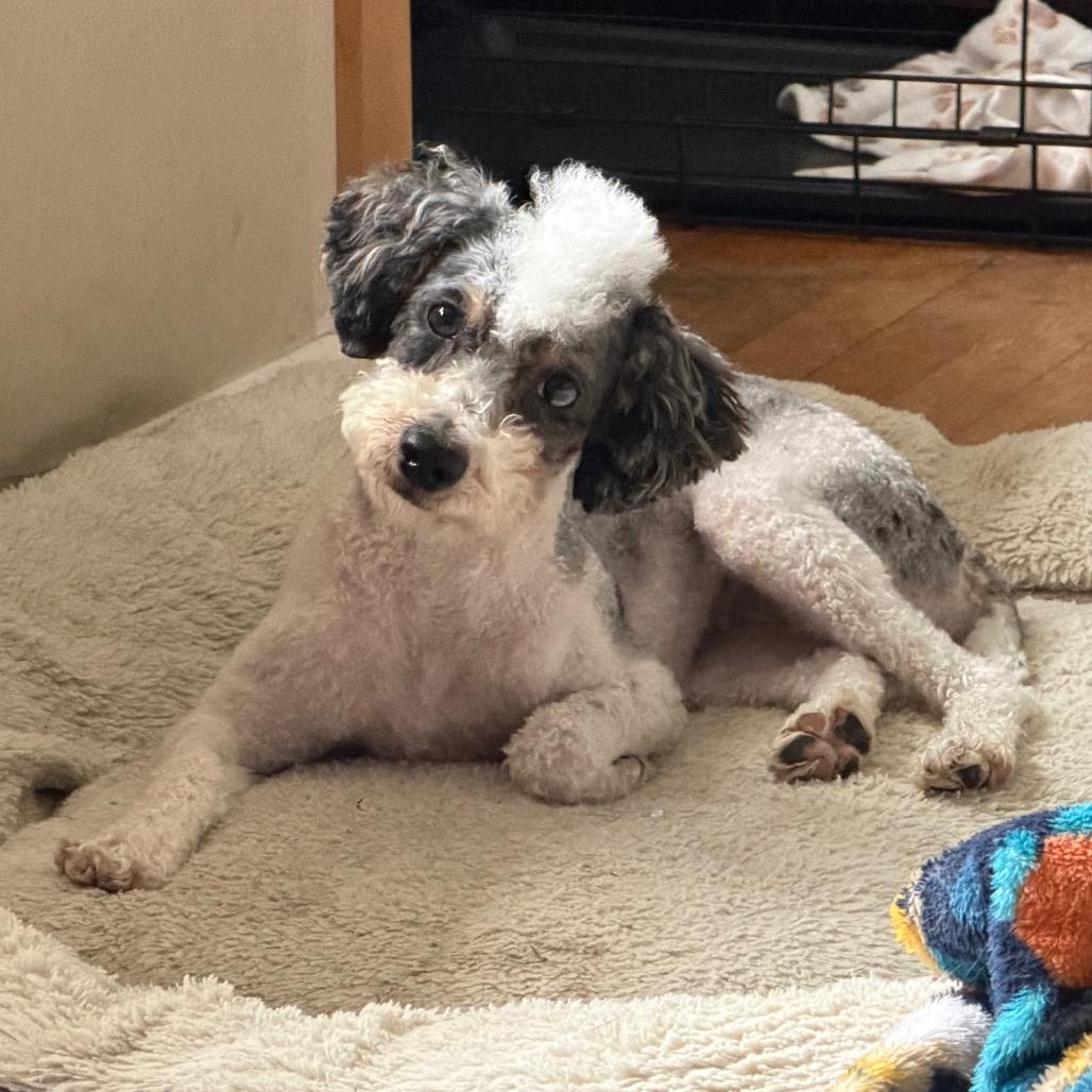 Tulip, a Adoptable Miniature Poodle in Sinking Spring, PA image 2/6