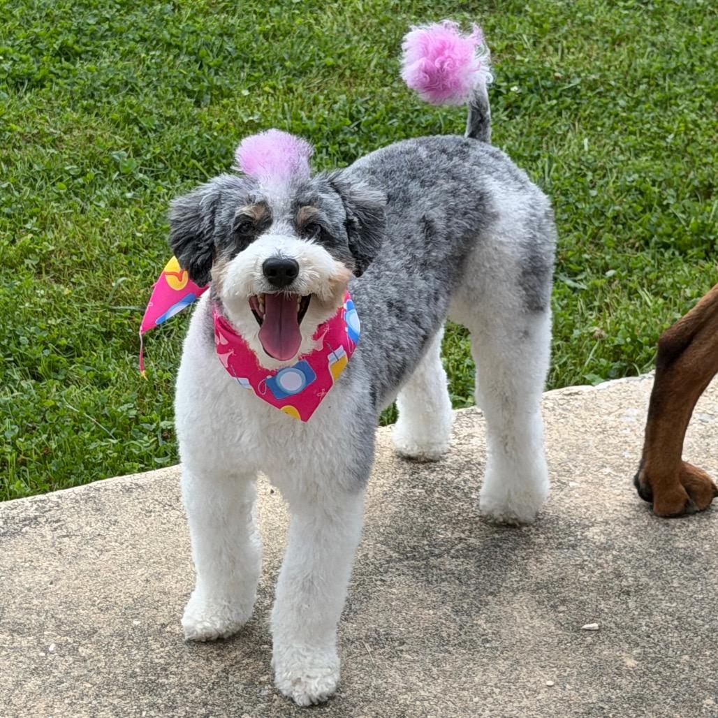 Tulip, a Adoptable Miniature Poodle in Sinking Spring, PA image 3/6