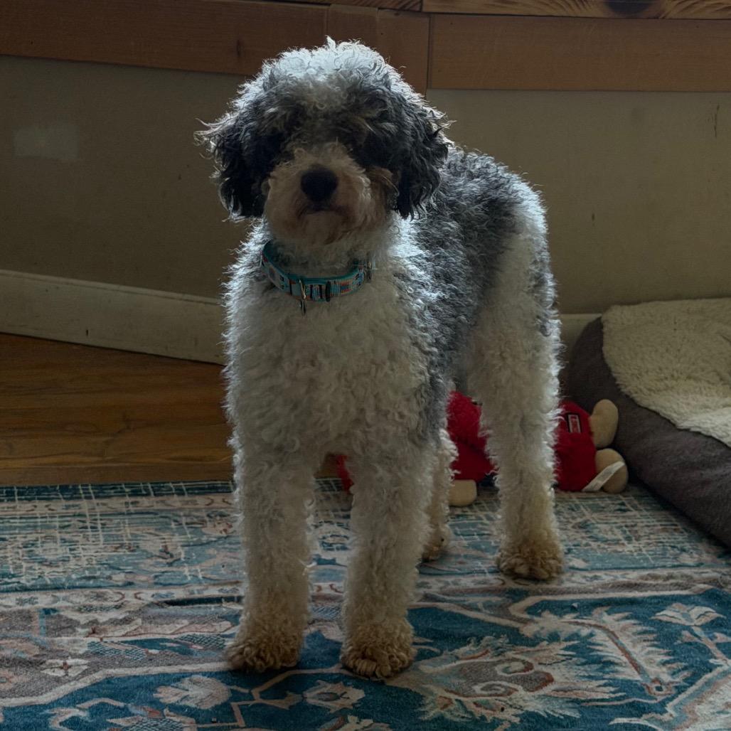 Tulip, a Adoptable Miniature Poodle in Sinking Spring, PA image 3/6