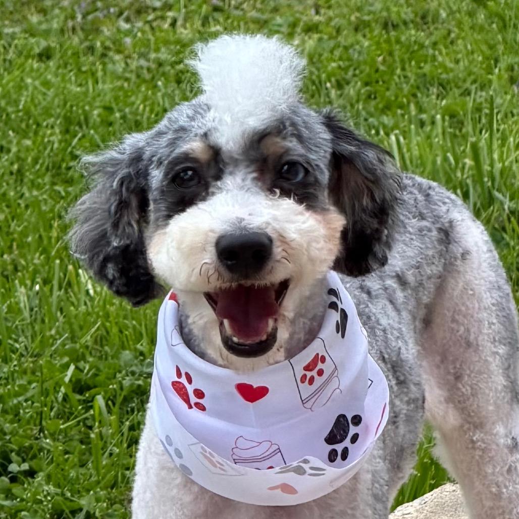 Tulip, a Adoptable Miniature Poodle in Sinking Spring, PA image 5/6