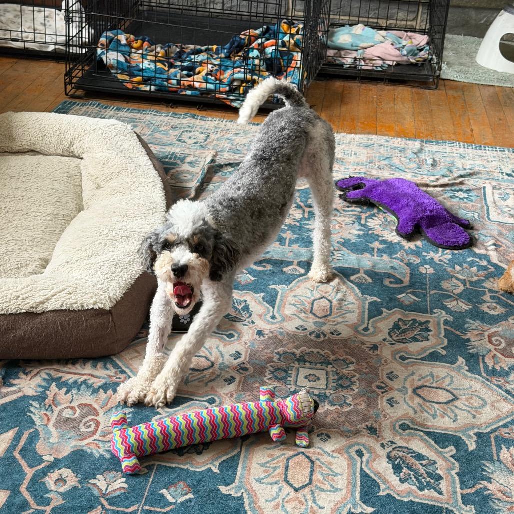 Tulip, a Adoptable Miniature Poodle in Sinking Spring, PA image 6/6
