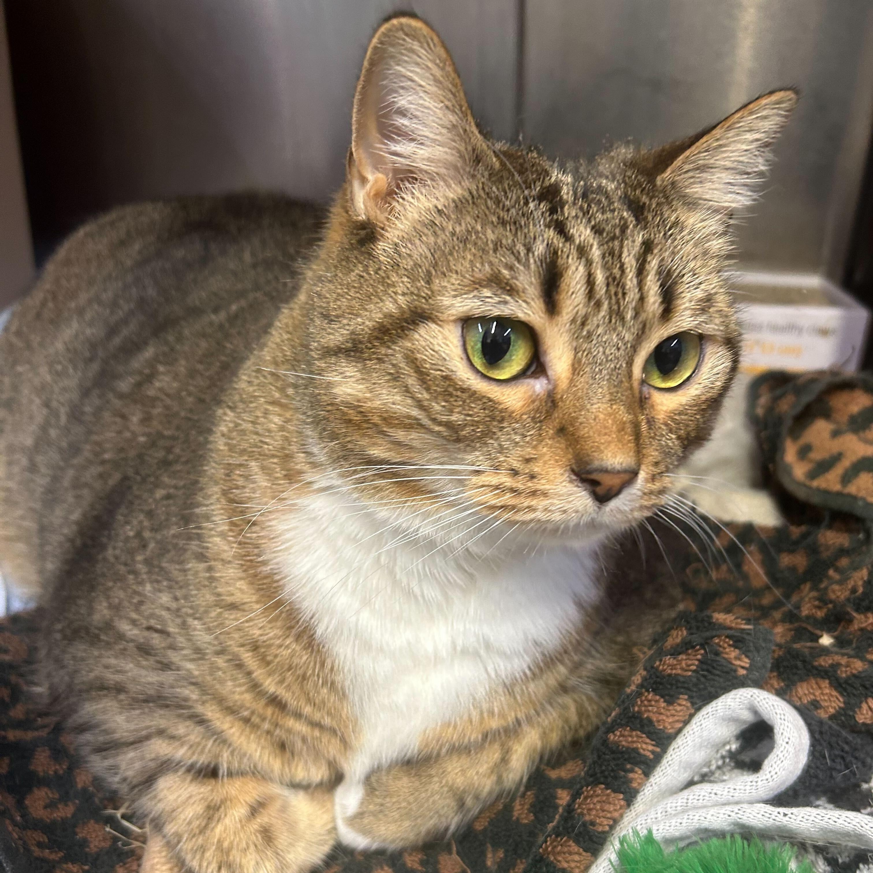 Enlarge Stella, an adopted Domestic Short Hair in Waltham, MA image 6/6
