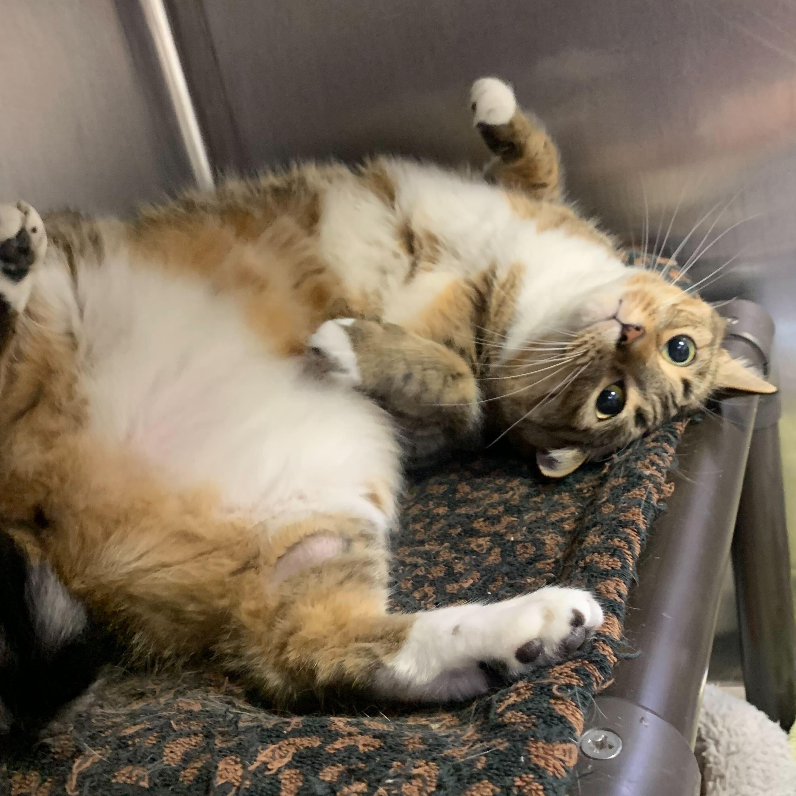 Enlarge Stella, an adopted Domestic Short Hair in Waltham, MA image 3/6