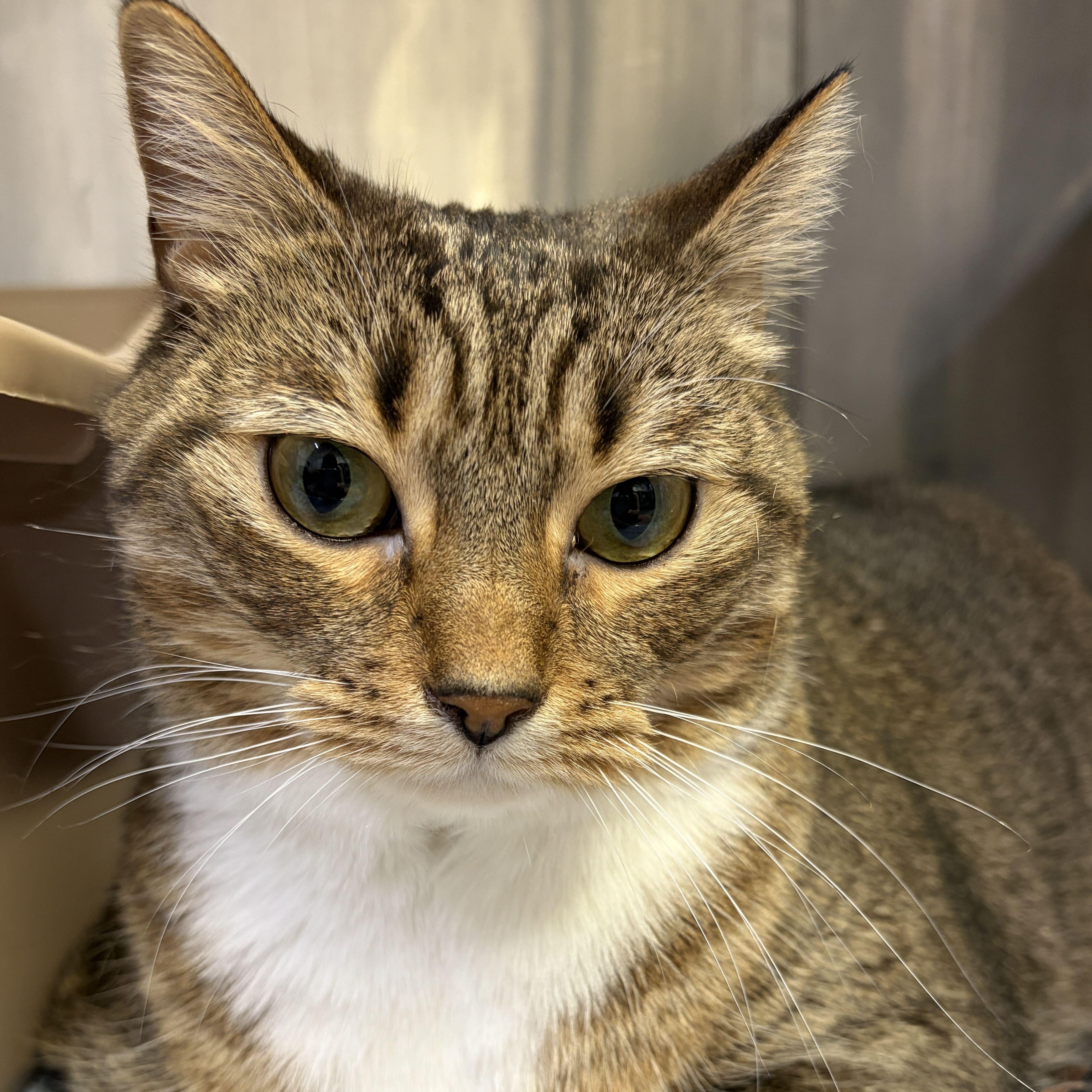 Enlarge Stella, an adopted Domestic Short Hair in Waltham, MA image 4/6