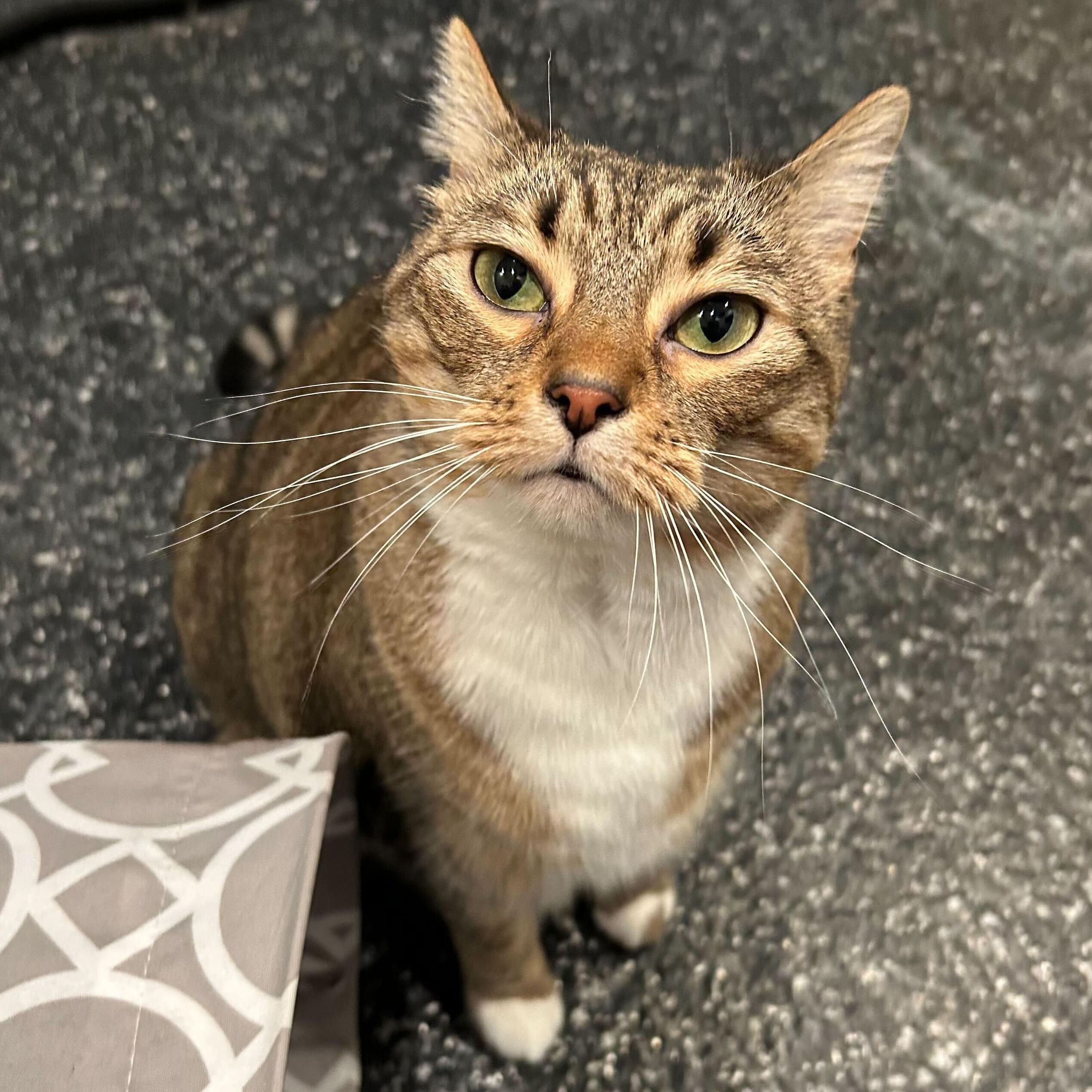 Enlarge Stella, an adopted Domestic Short Hair in Waltham, MA image 1/6