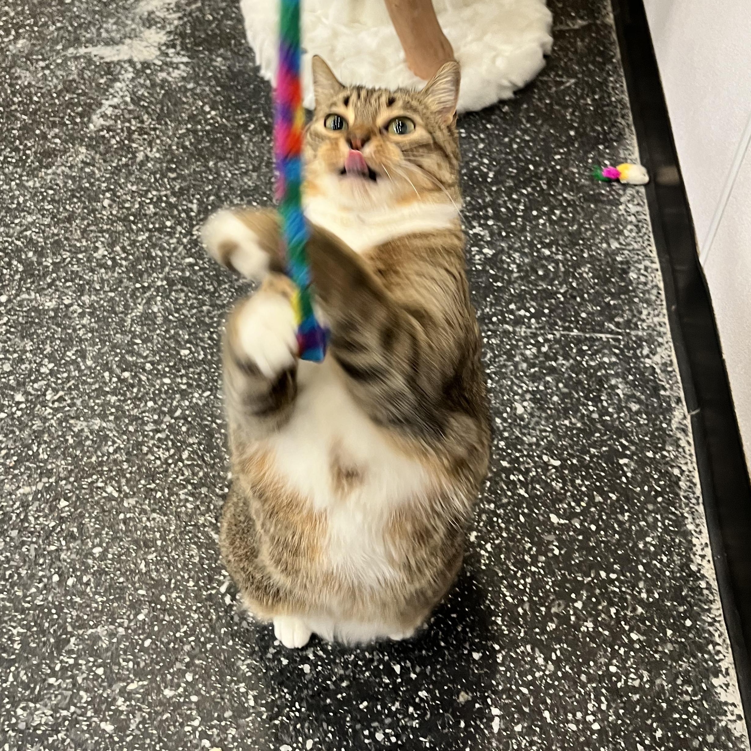 Enlarge Stella, an adopted Domestic Short Hair in Waltham, MA image 5/6