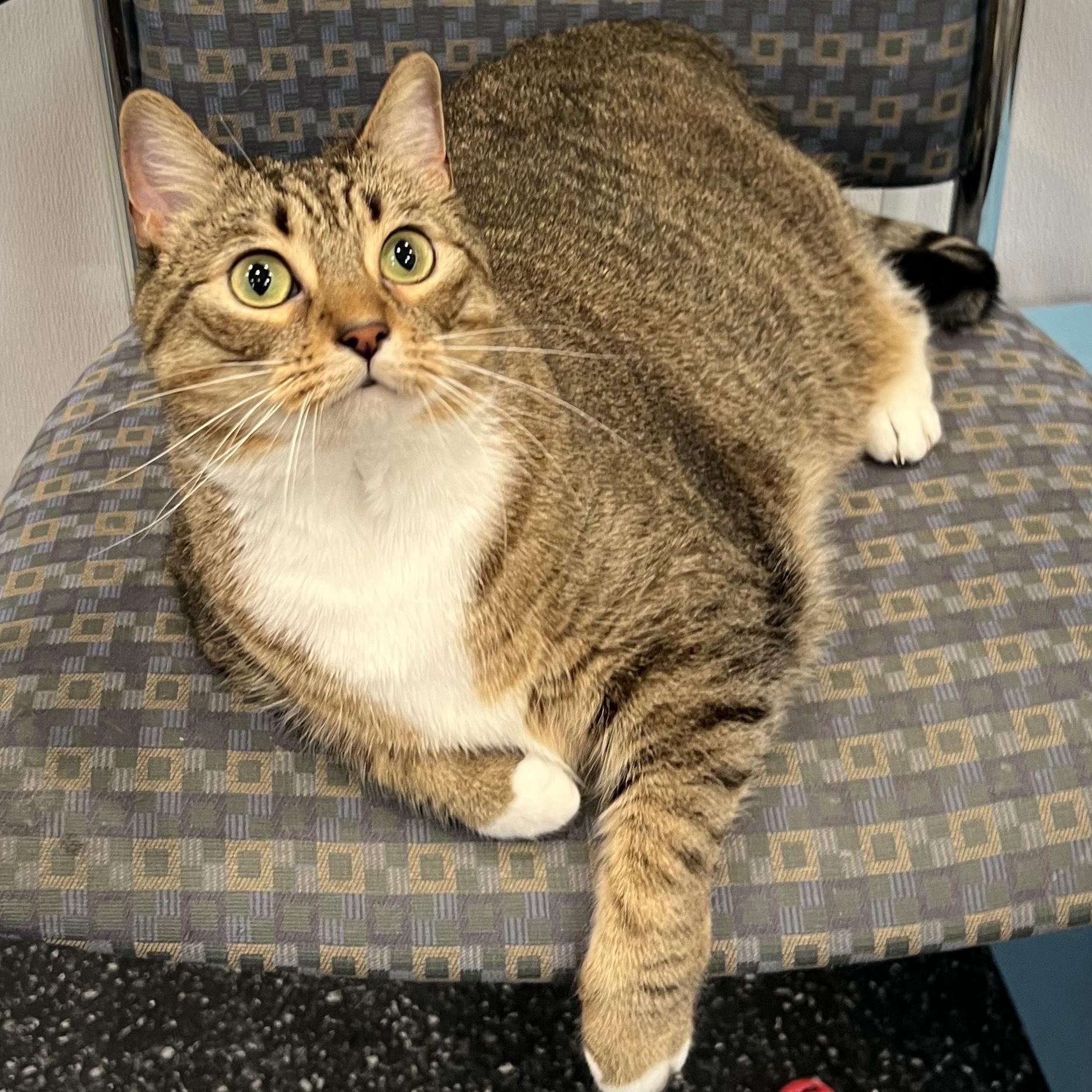 Enlarge Stella, an adopted Domestic Short Hair in Waltham, MA image 2/6