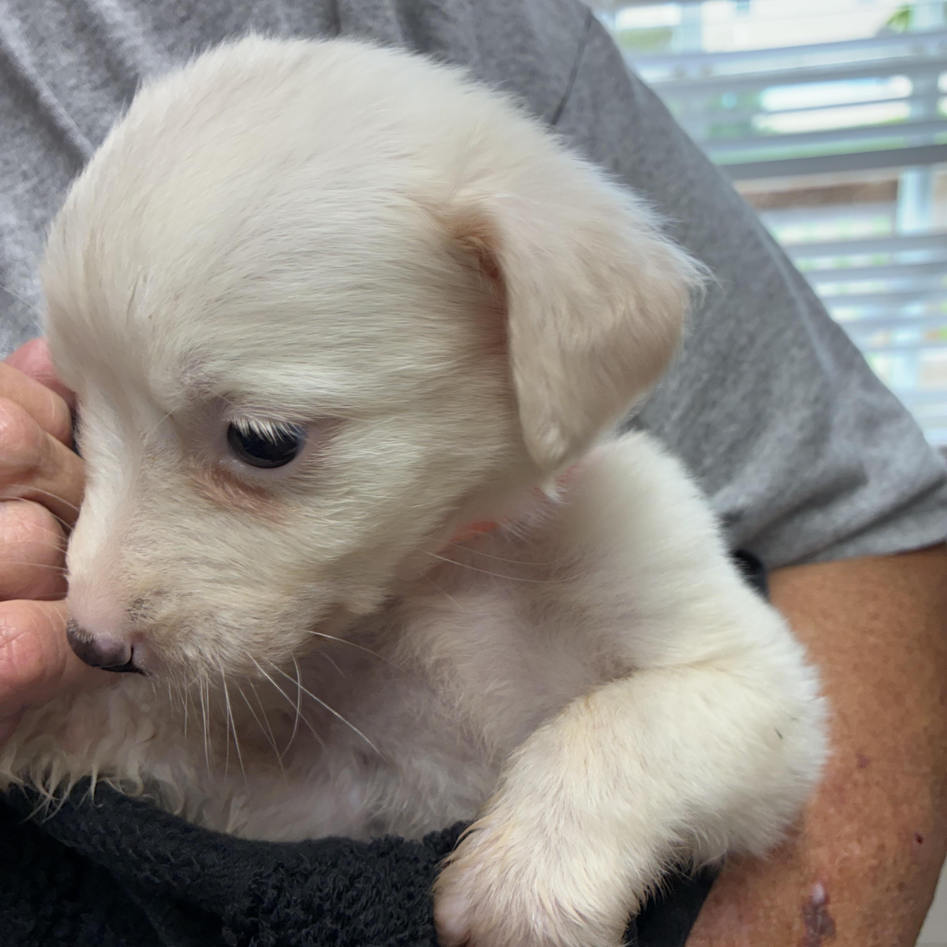 Porcelain, a ADOPTABLE mixed breed in Woodruff, SC image 5/6
