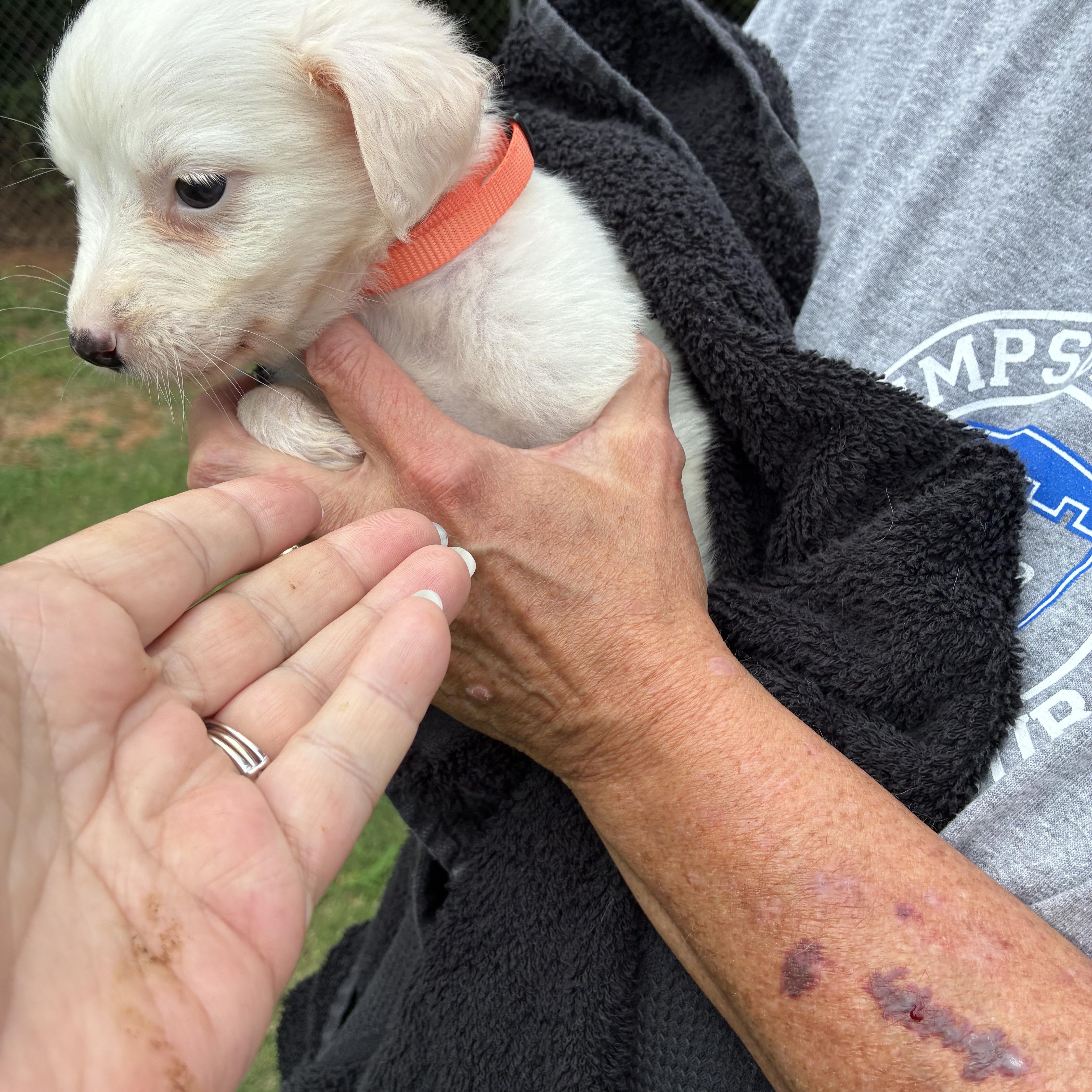 Porcelain, ADOPTABLE, Puppy Female Chihuahua.