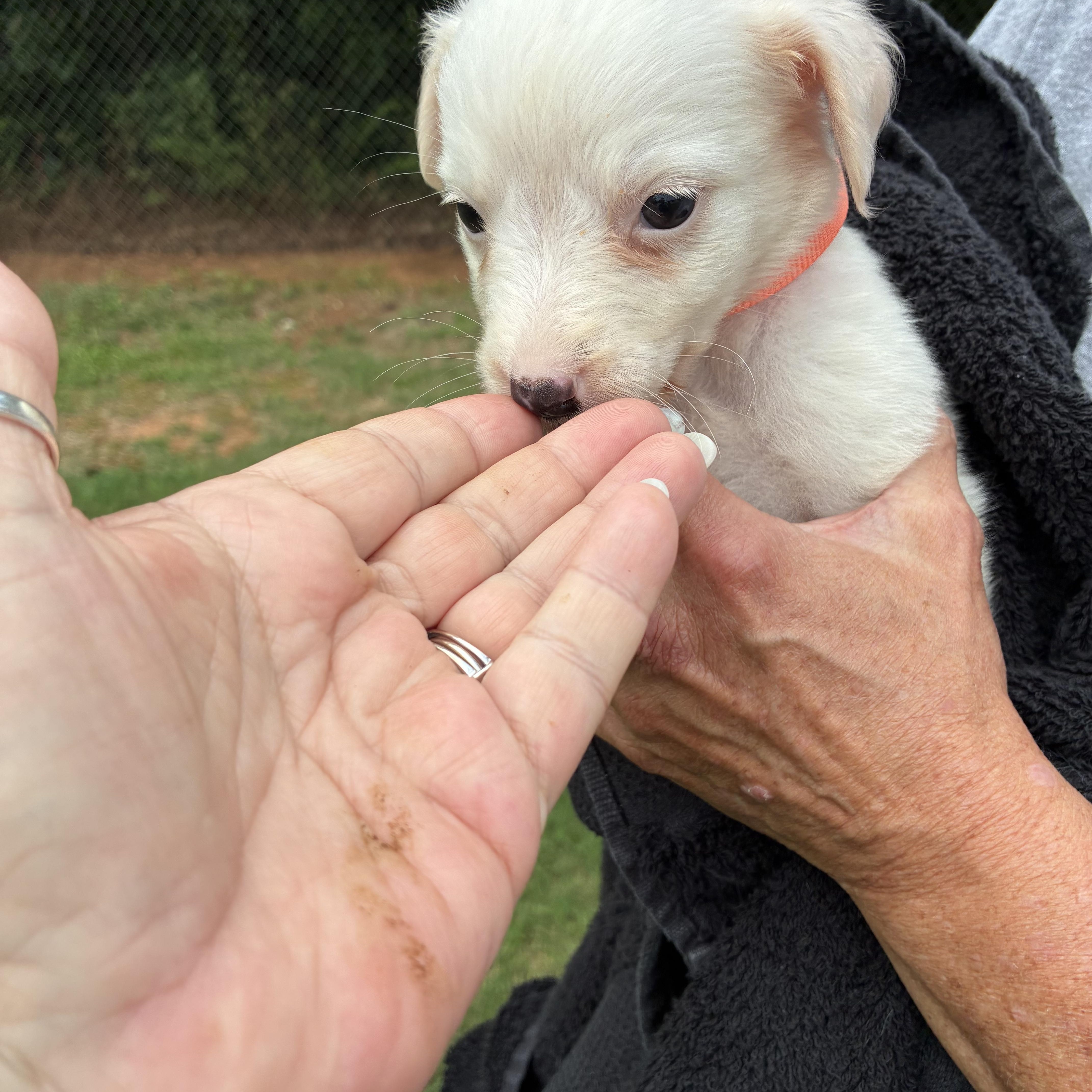 Porcelain, a ADOPTABLE mixed breed in Woodruff, SC image 3/6