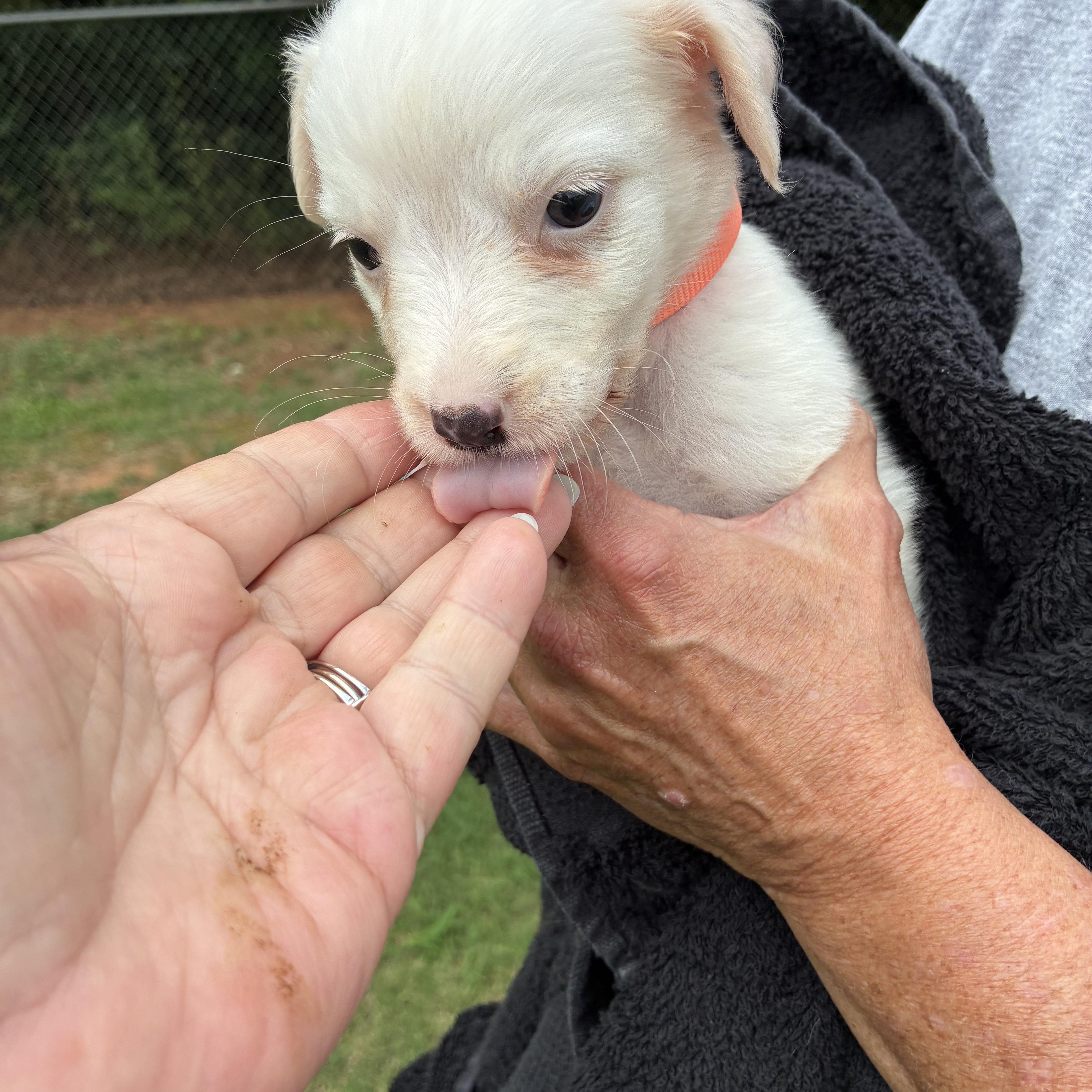 Porcelain, a ADOPTABLE mixed breed in Woodruff, SC image 6/6