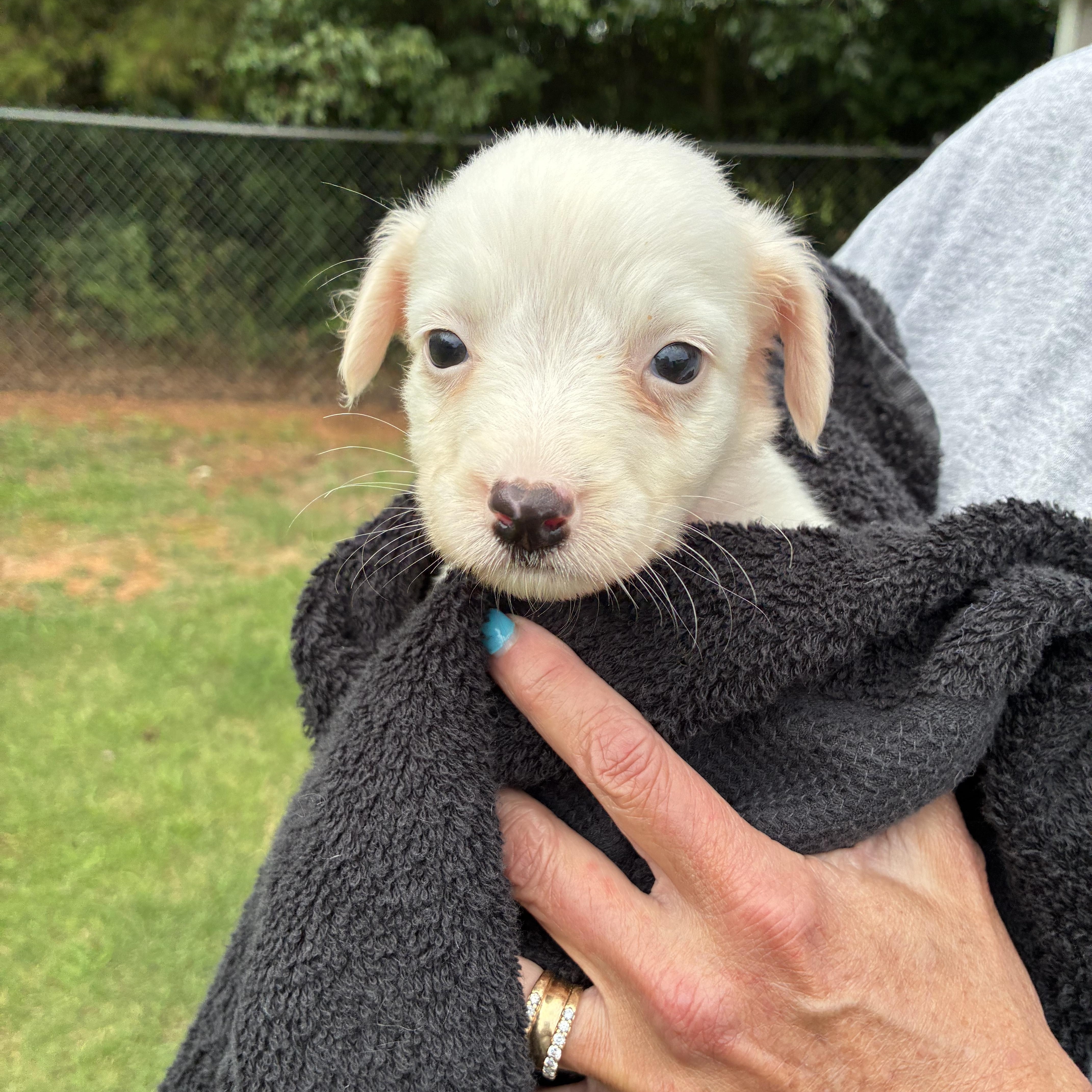 Porcelain, a ADOPTABLE mixed breed in Woodruff, SC image 4/6