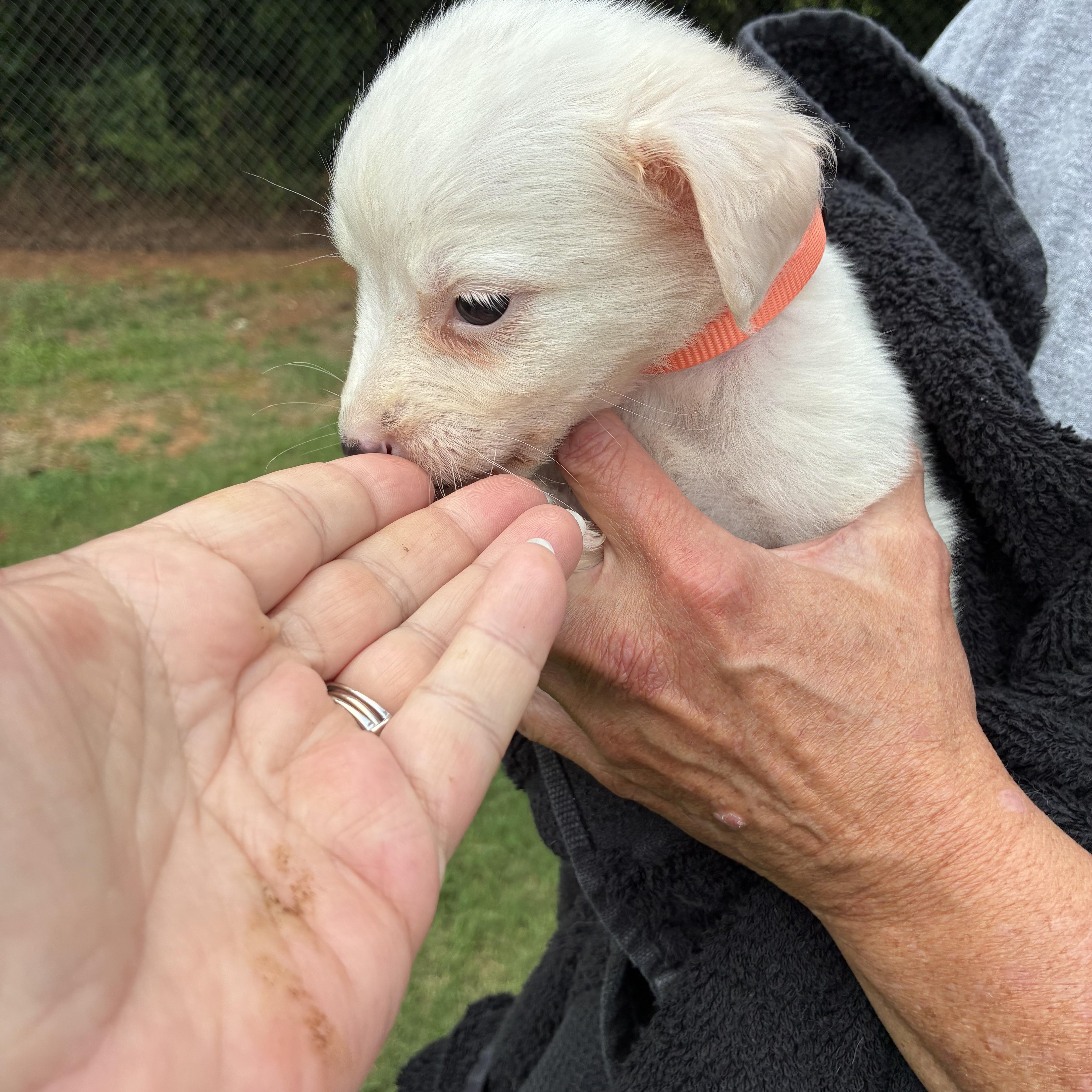 Porcelain, a ADOPTABLE mixed breed in Woodruff, SC image 2/6