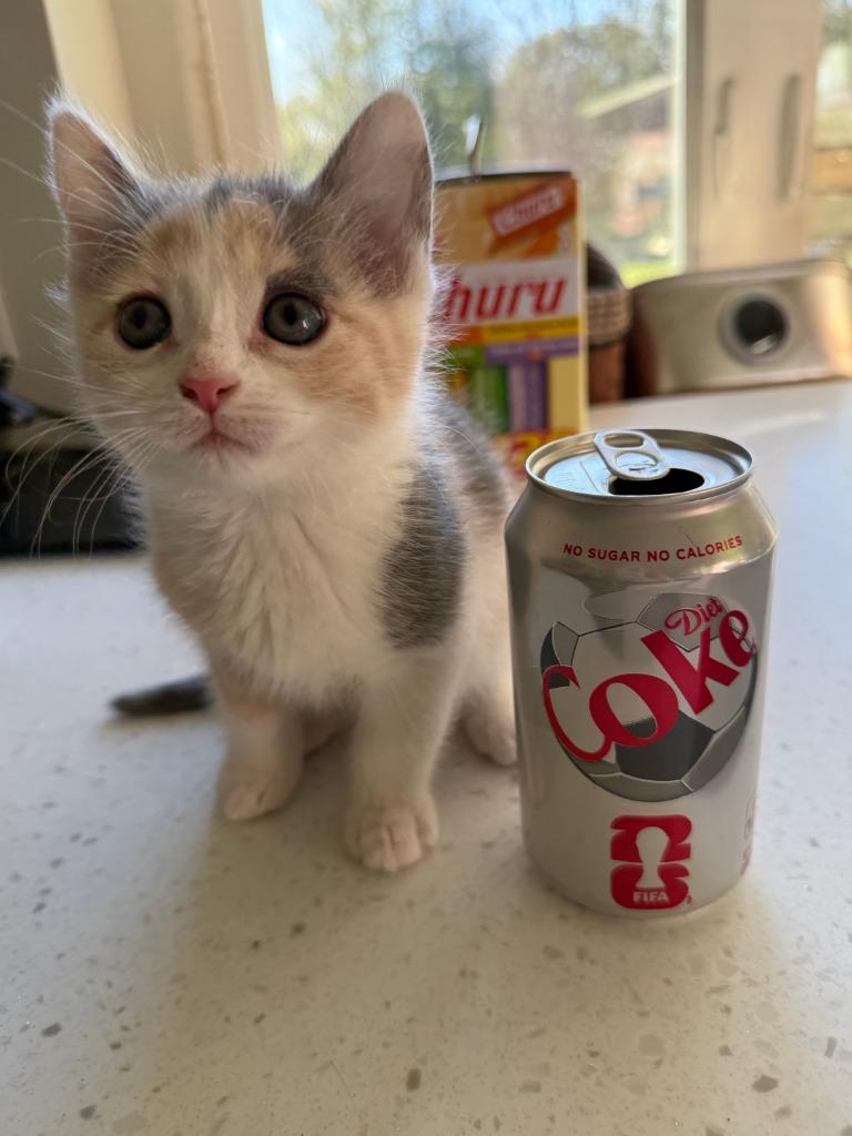 Enlarge Thelma, a Adopted Calico in La Porte, IN image 1/1