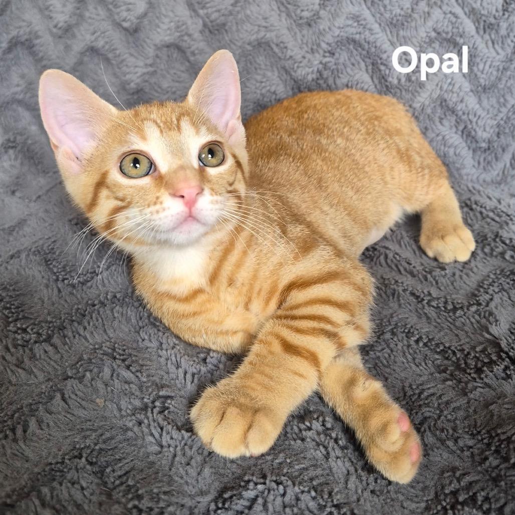 Opal photo