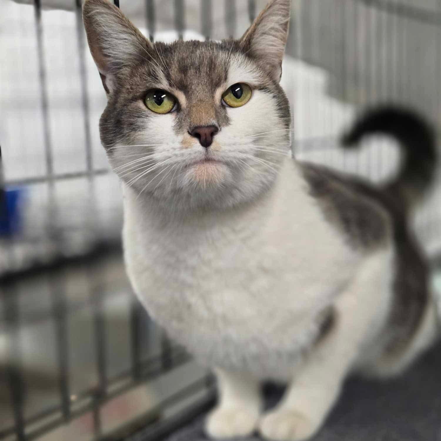 Enlarge Stella, a Adoptable Domestic Short Hair in Philadelphia, PA image 3/4