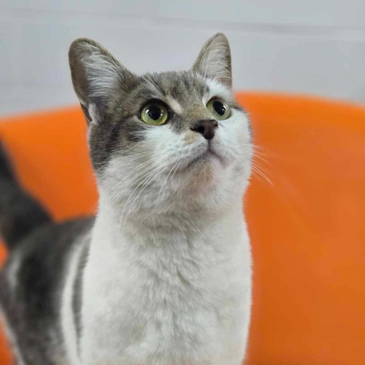 Enlarge Stella, a Adoptable Domestic Short Hair in Philadelphia, PA image 2/4