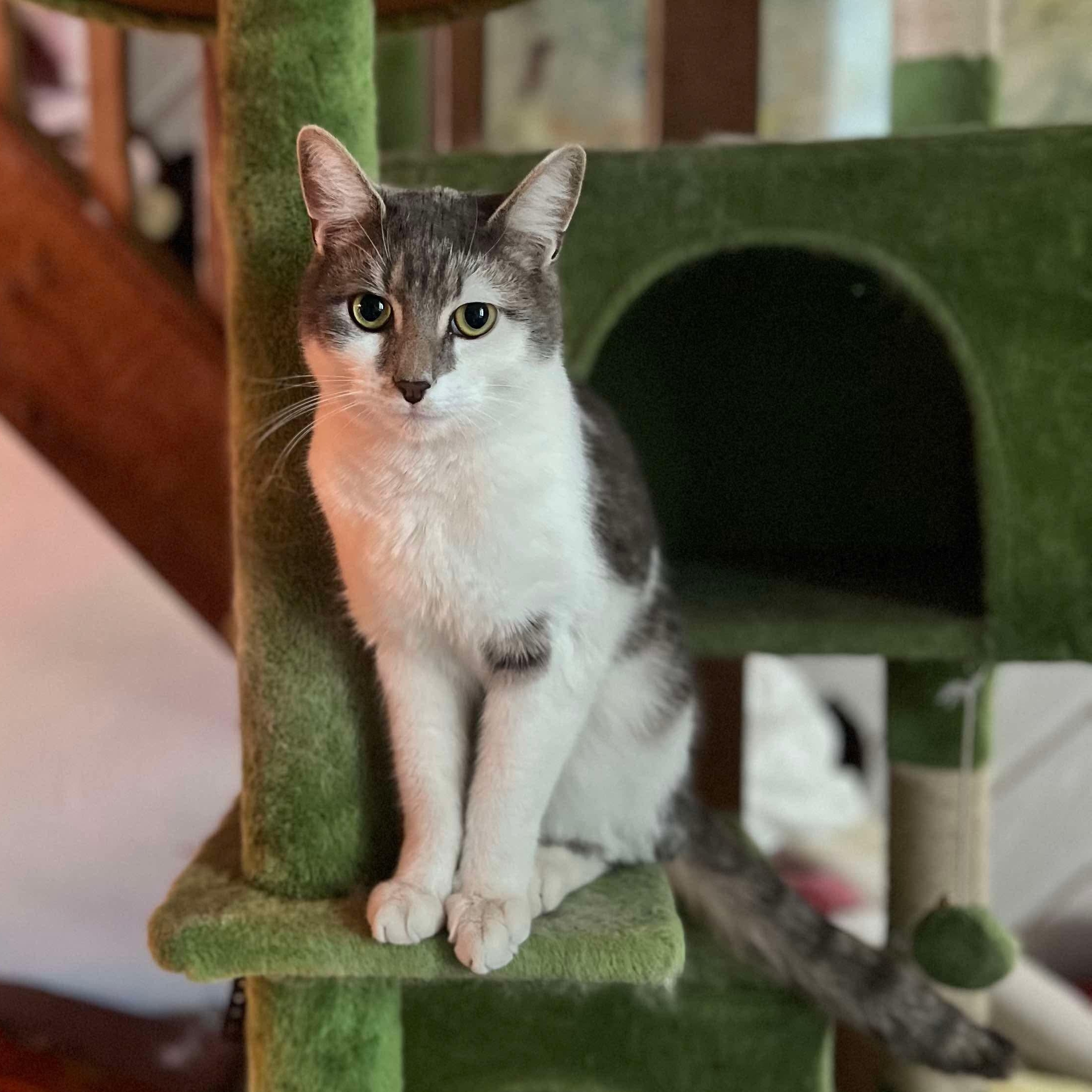 Enlarge Stella, a Adoptable Domestic Short Hair in Philadelphia, PA image 1/4