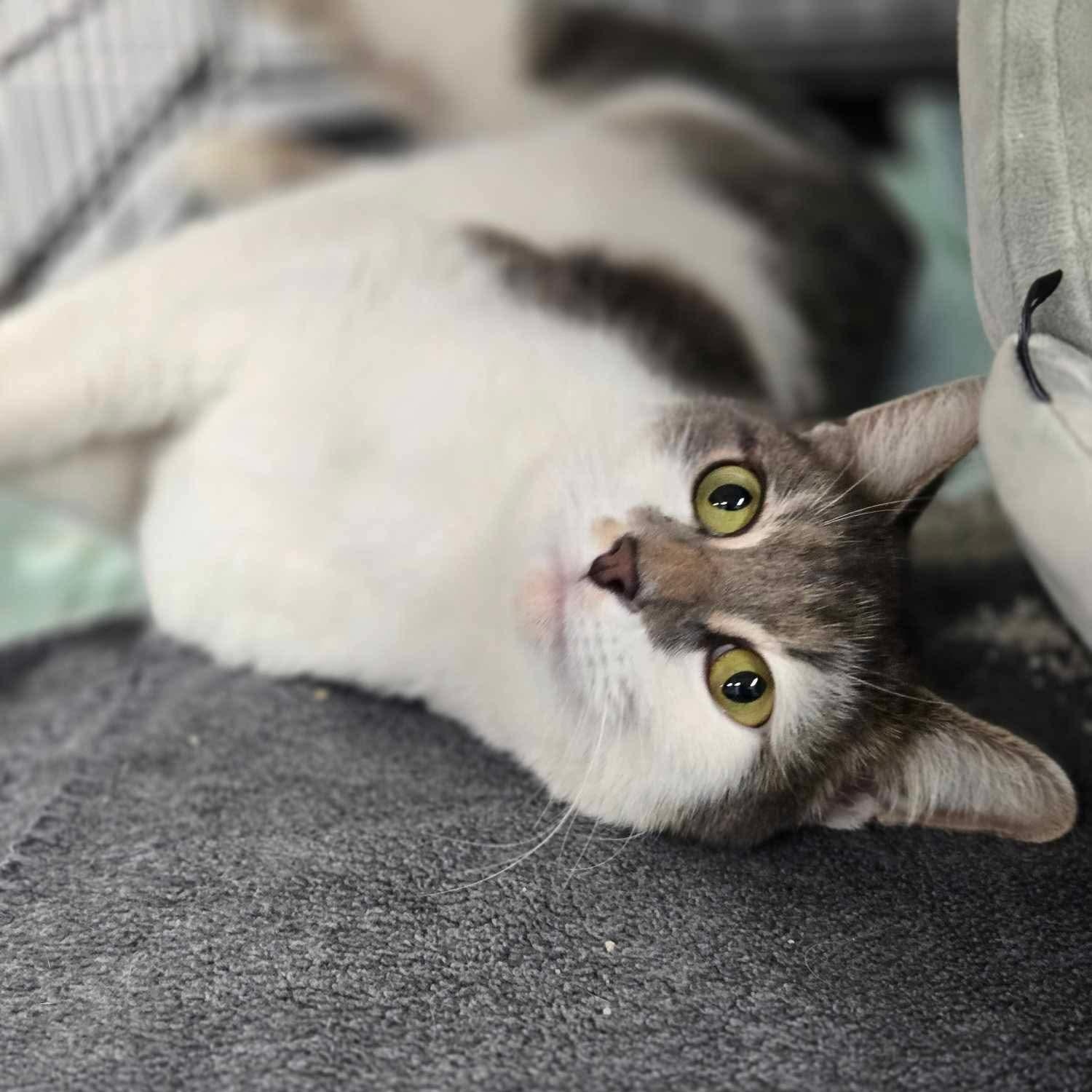 Enlarge Stella, a Adoptable Domestic Short Hair in Philadelphia, PA image 4/4