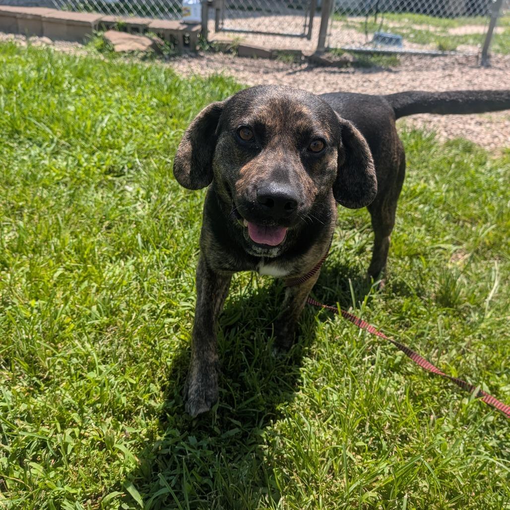 Geebs (German Bologna Sandwich), Adoptable, Adult Male Beagle.