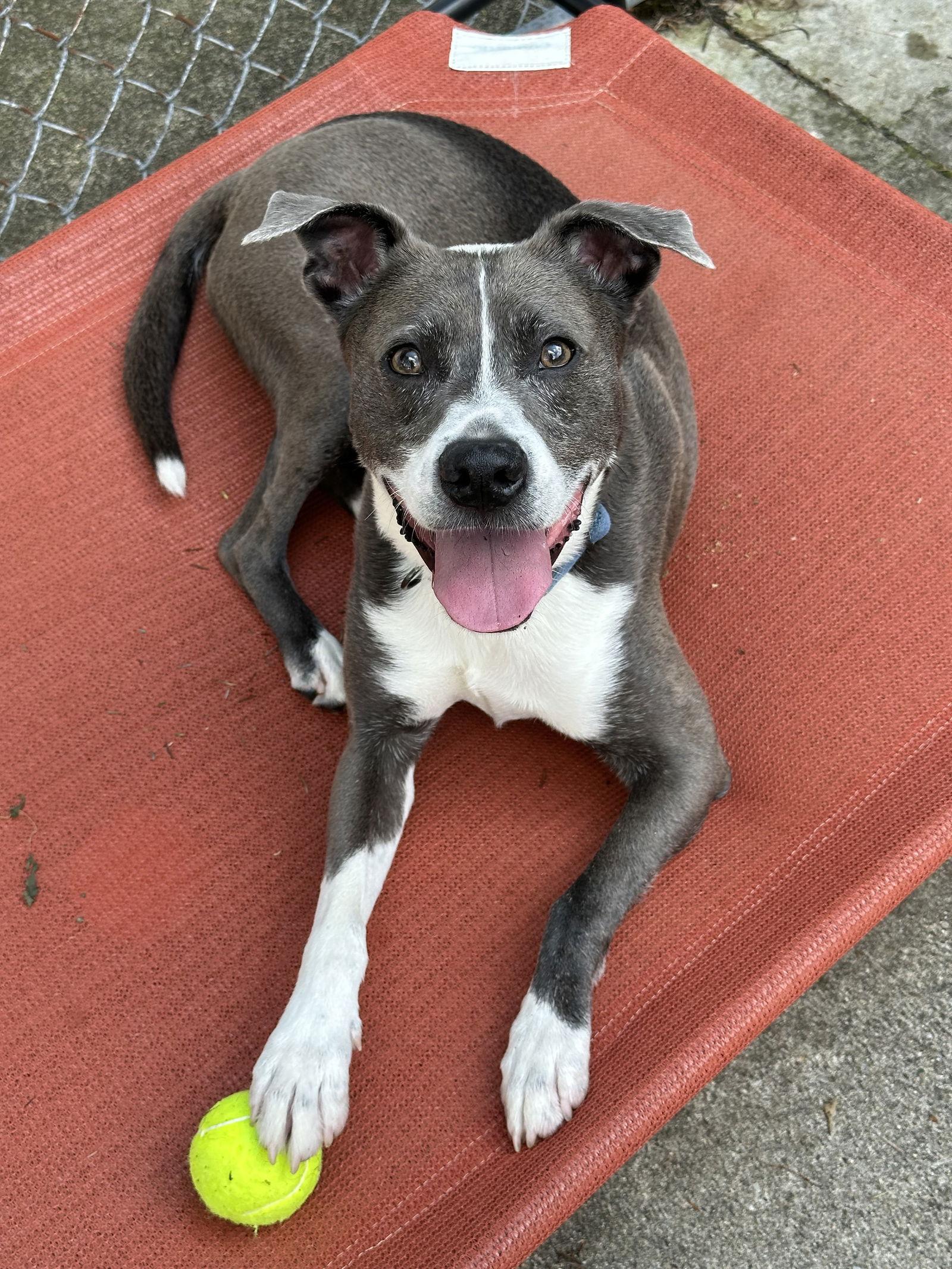 Enlarge Blue Steele, a Adoptable Terrier in Rockaway, NJ image 1/3