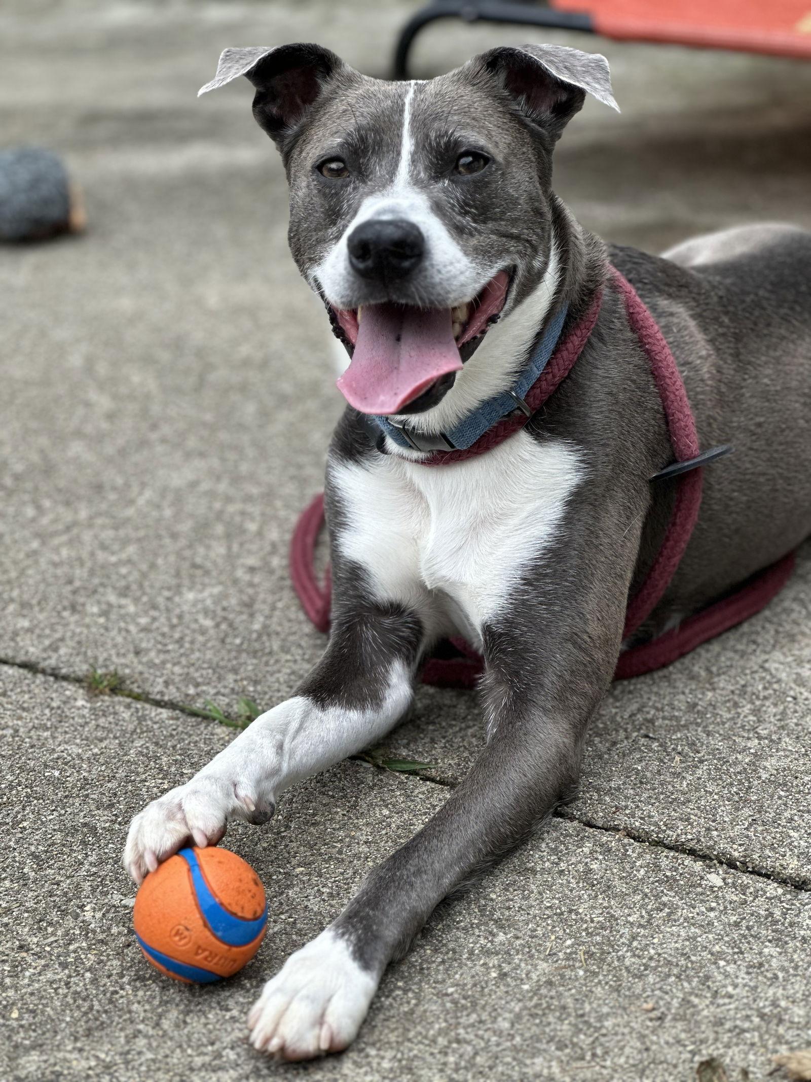 Enlarge Blue Steele, a Adoptable Terrier in Rockaway, NJ image 2/3