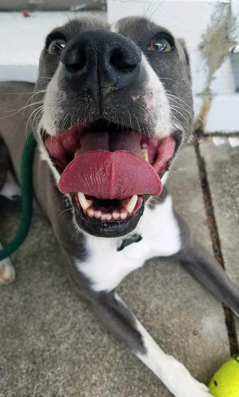 Enlarge Blue Steele, a Adoptable Terrier in Rockaway, NJ image 3/3