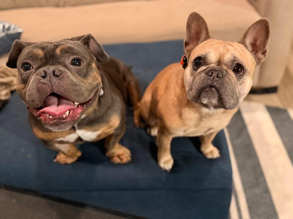 Enlarge Ophelia, an adopted mixed breed in Citrus Heights, CA image 3/6