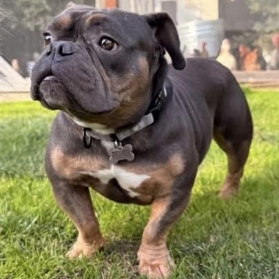 Enlarge Ophelia, an adopted mixed breed in Citrus Heights, CA image 5/6