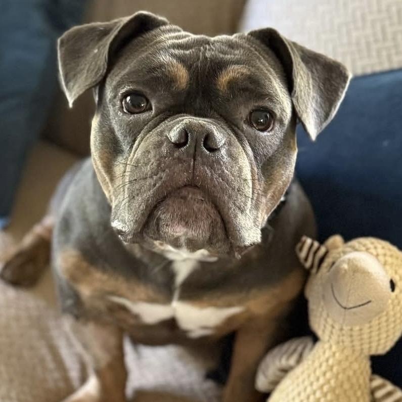 Enlarge Ophelia, an adopted mixed breed in Citrus Heights, CA image 6/6