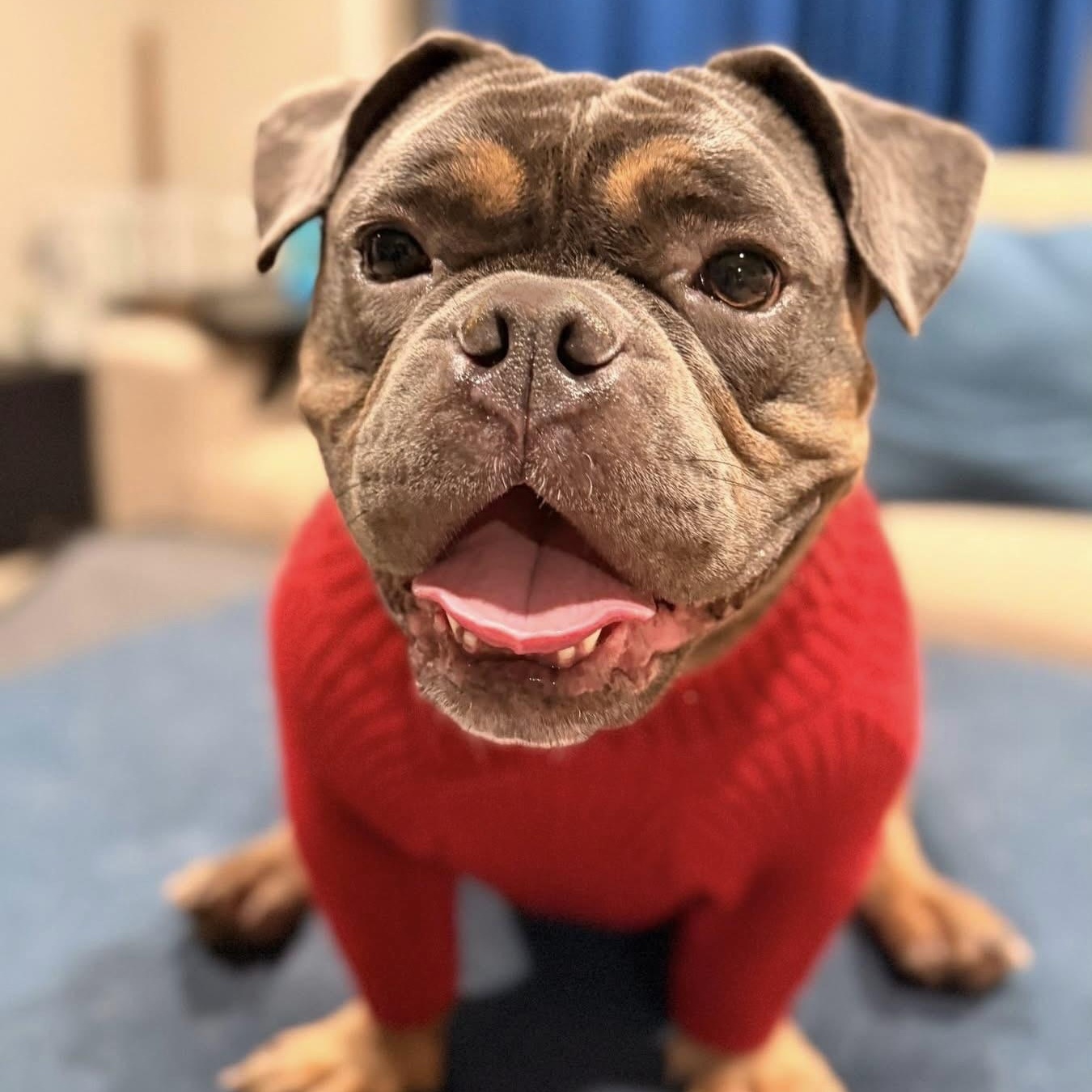 Enlarge Ophelia, an adopted mixed breed in Citrus Heights, CA image 4/6