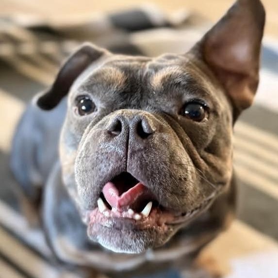 Enlarge Ophelia, an adopted mixed breed in Citrus Heights, CA image 2/6