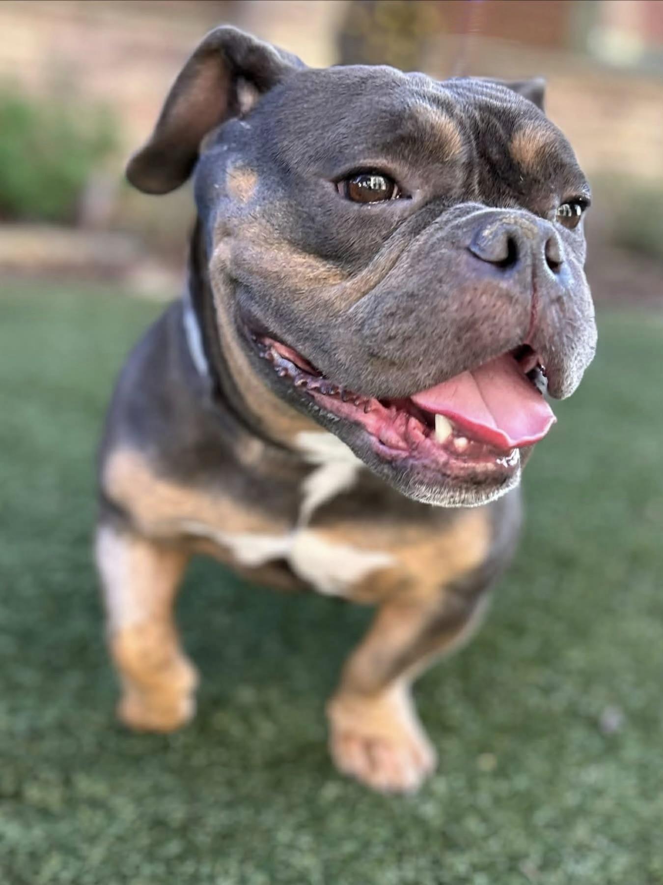 Ophelia, adopted, Young Female French Bulldog & English Bulldog.