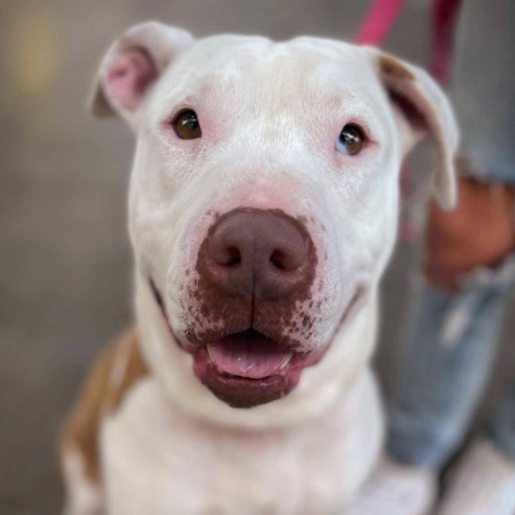 Mossberg, Adoptable, Adult Male Terrier.