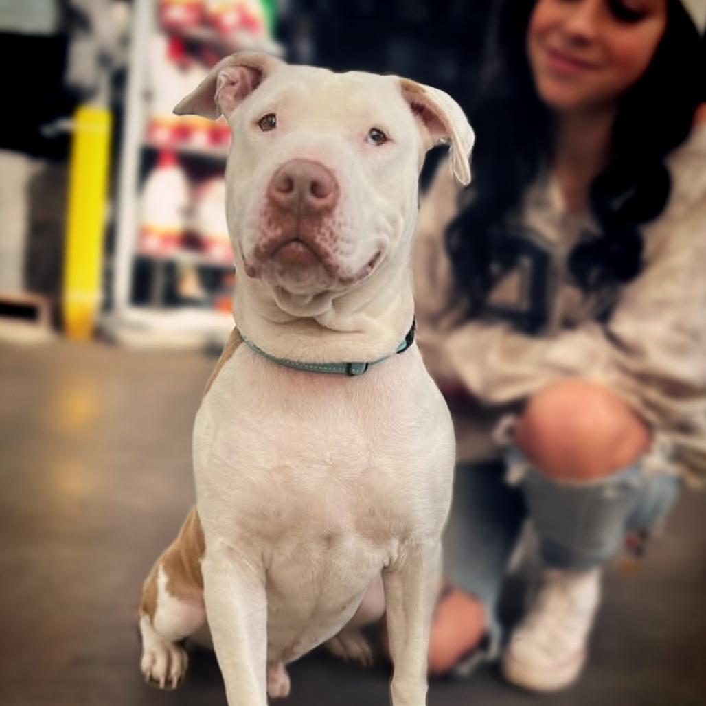 Enlarge Mossberg, a Adoptable mixed breed in Marshall, TX image 2/6