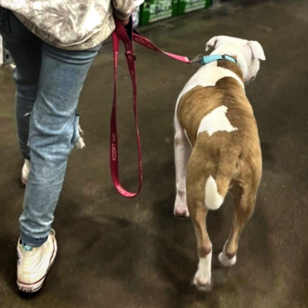 Enlarge Mossberg, a Adoptable mixed breed in Marshall, TX image 3/6