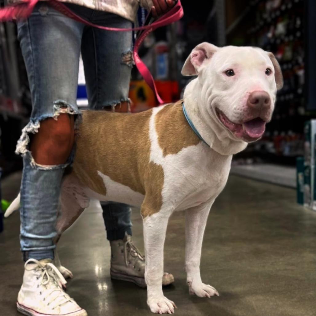 Enlarge Mossberg, a Adoptable mixed breed in Marshall, TX image 4/6