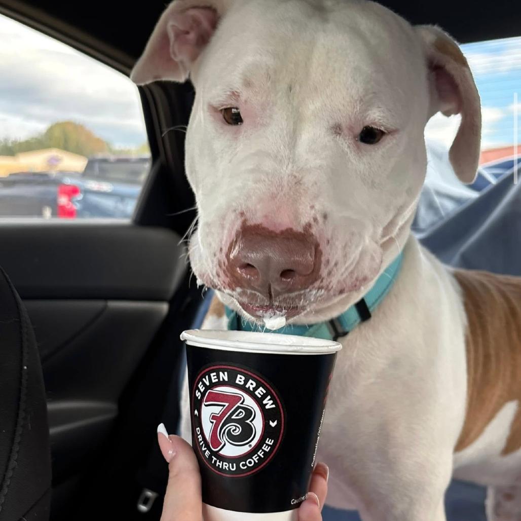 Enlarge Mossberg, a Adoptable mixed breed in Marshall, TX image 5/6