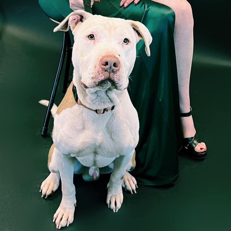 Enlarge Mossberg, a Adoptable mixed breed in Marshall, TX image 6/6