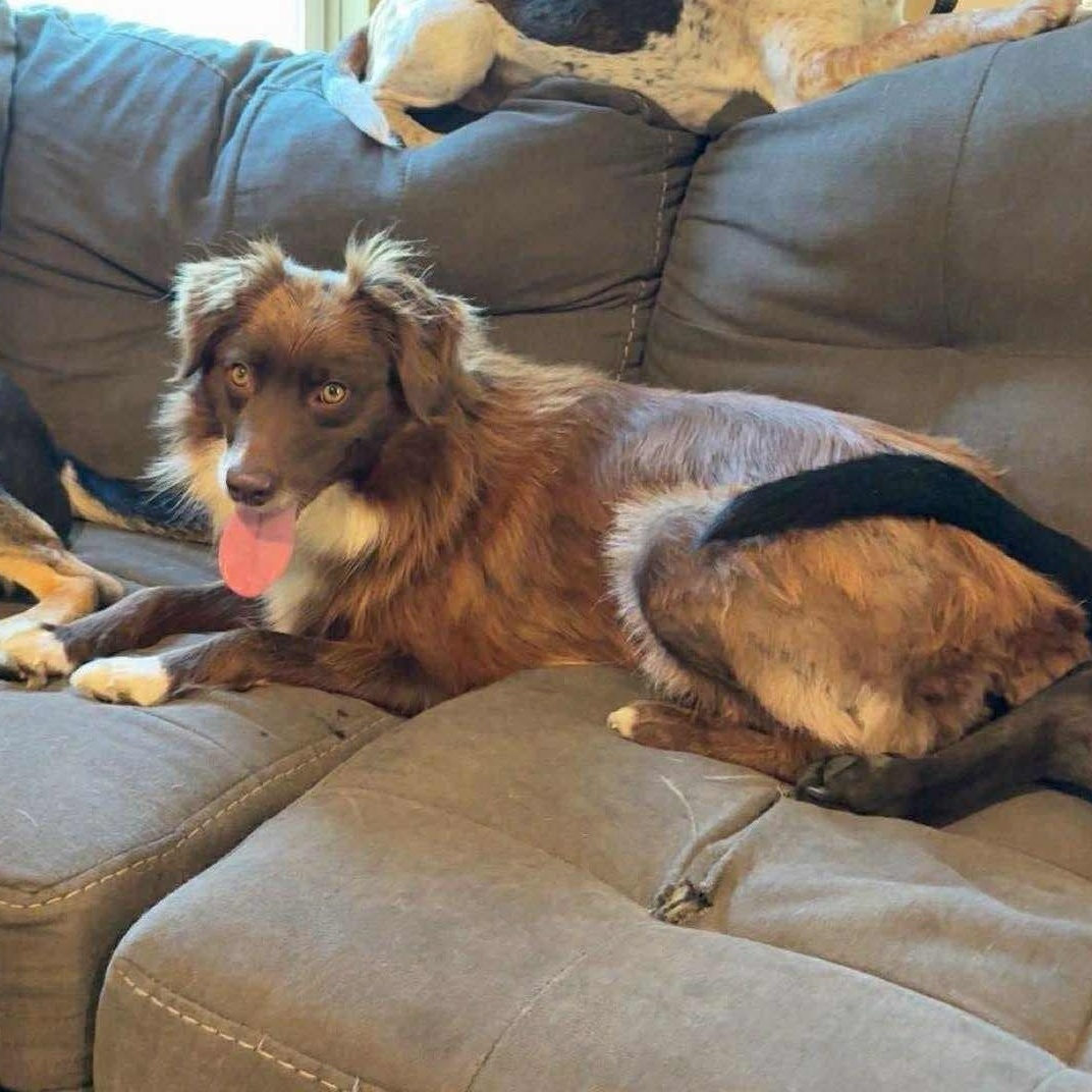 Enlarge Kassi, a ADOPTABLE Mixed Breed in Wando, SC image 2/4