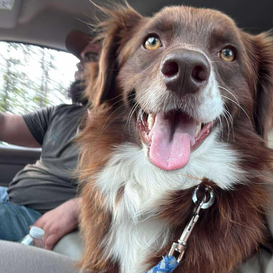 Kassi, ADOPTABLE, Young Female Mixed Breed.