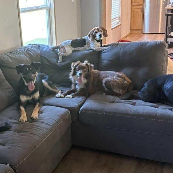 Enlarge Kassi, a ADOPTABLE Mixed Breed in Wando, SC image 3/4