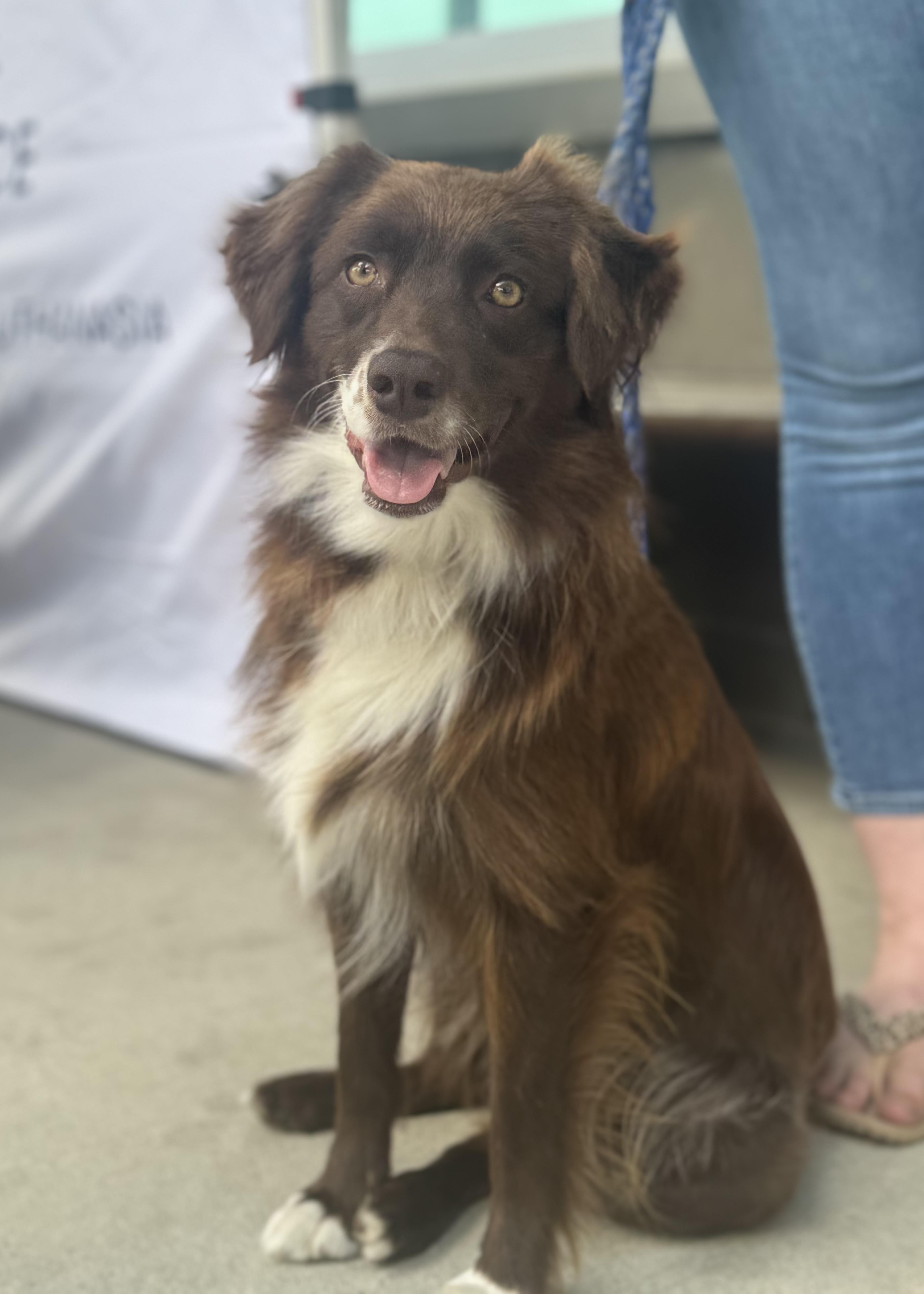 Kassi, ADOPTABLE, Young Female Mixed Breed.