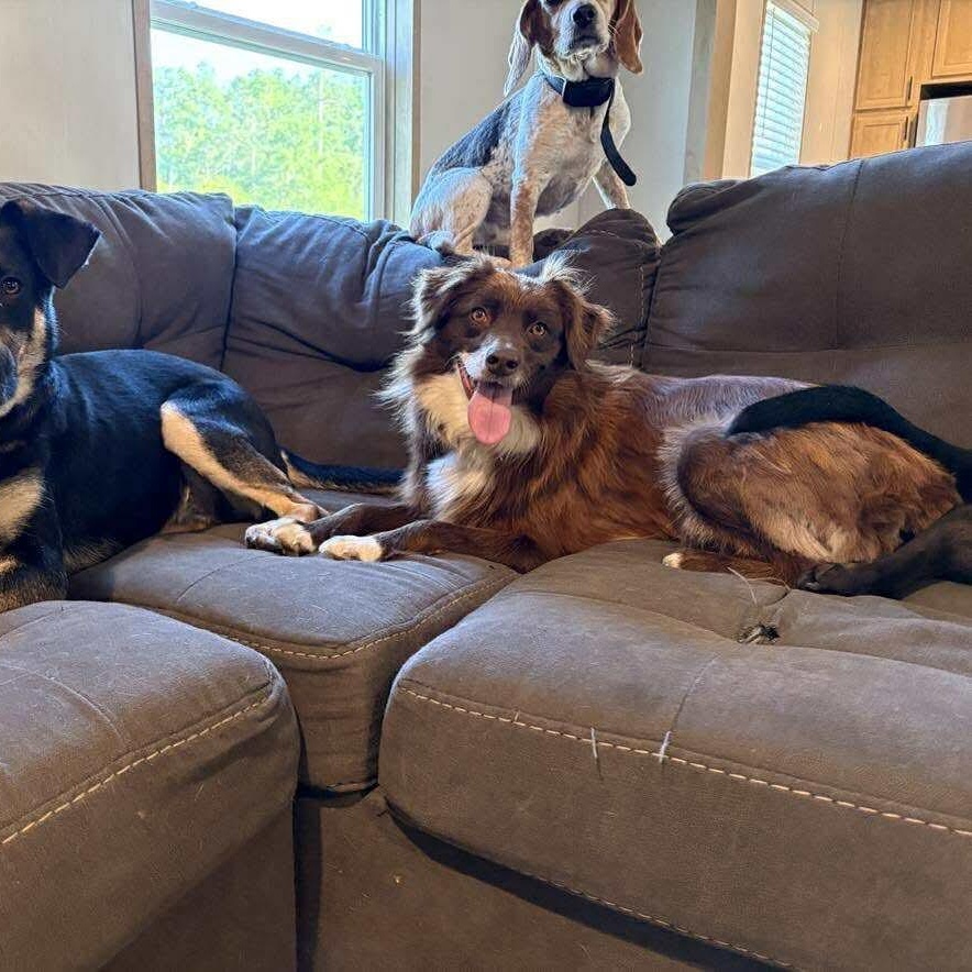 Enlarge Kassi, a ADOPTABLE Mixed Breed in Wando, SC image 4/4