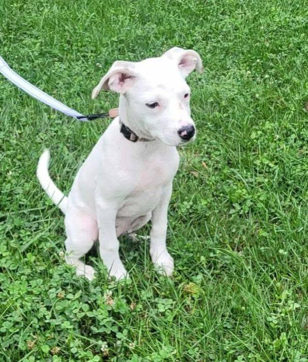 Gemma, adopted, Puppy Female American Bulldog & Pit Bull Terrier.
