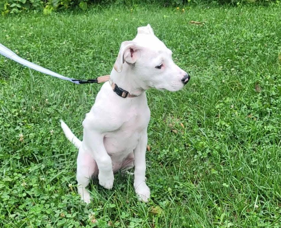Enlarge Gemma, an adopted mixed breed in St. Clairsville, OH image 2/5