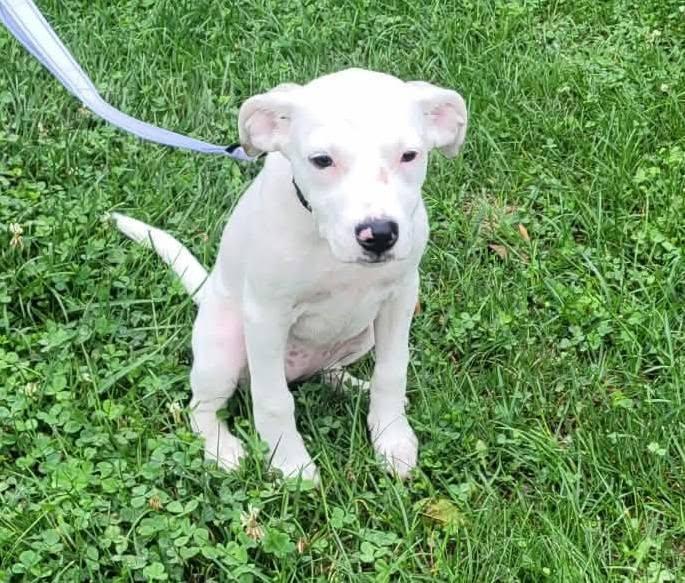 Enlarge Gemma, an adopted mixed breed in St. Clairsville, OH image 3/5