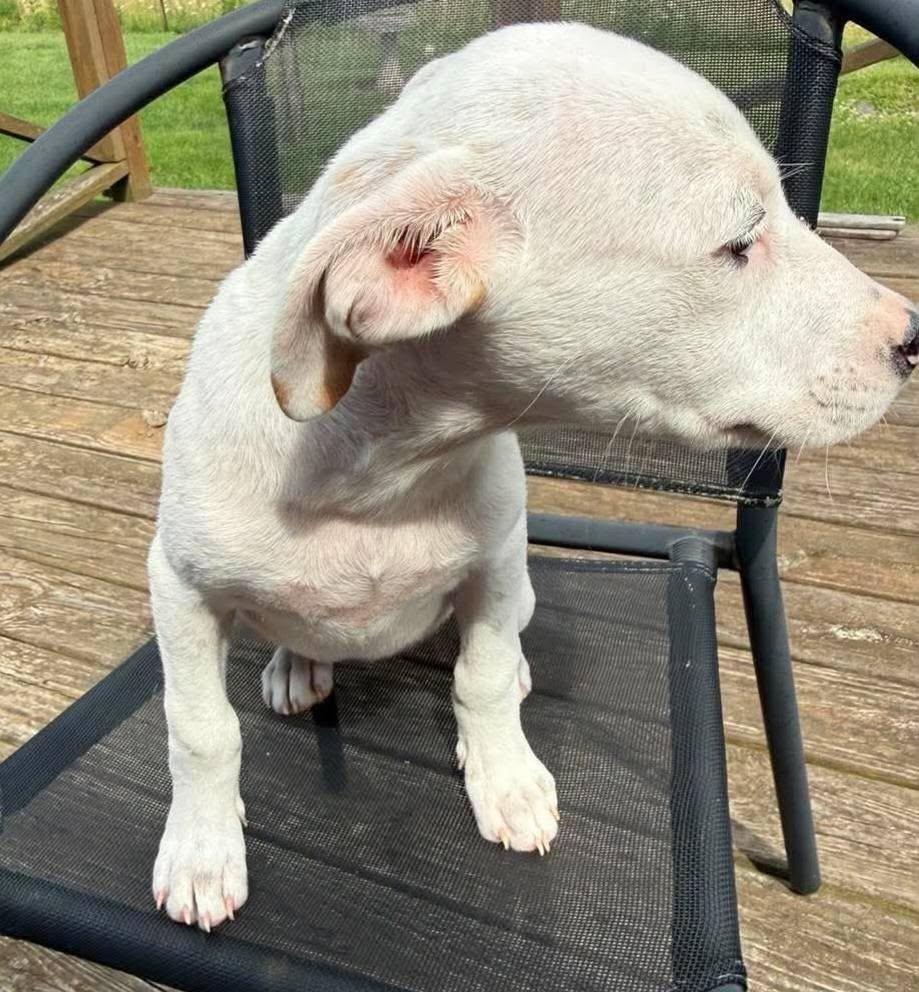 Gemma, a ADOPTABLE mixed breed in St. Clairsville, OH image 2/2