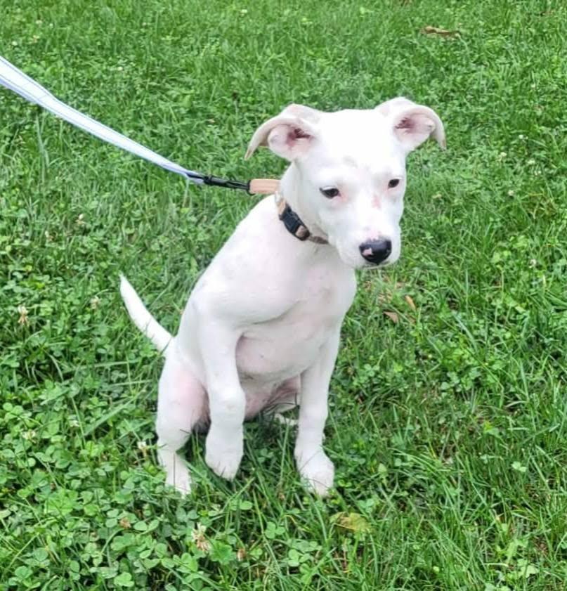 Enlarge Gemma, an adopted mixed breed in St. Clairsville, OH image 5/5